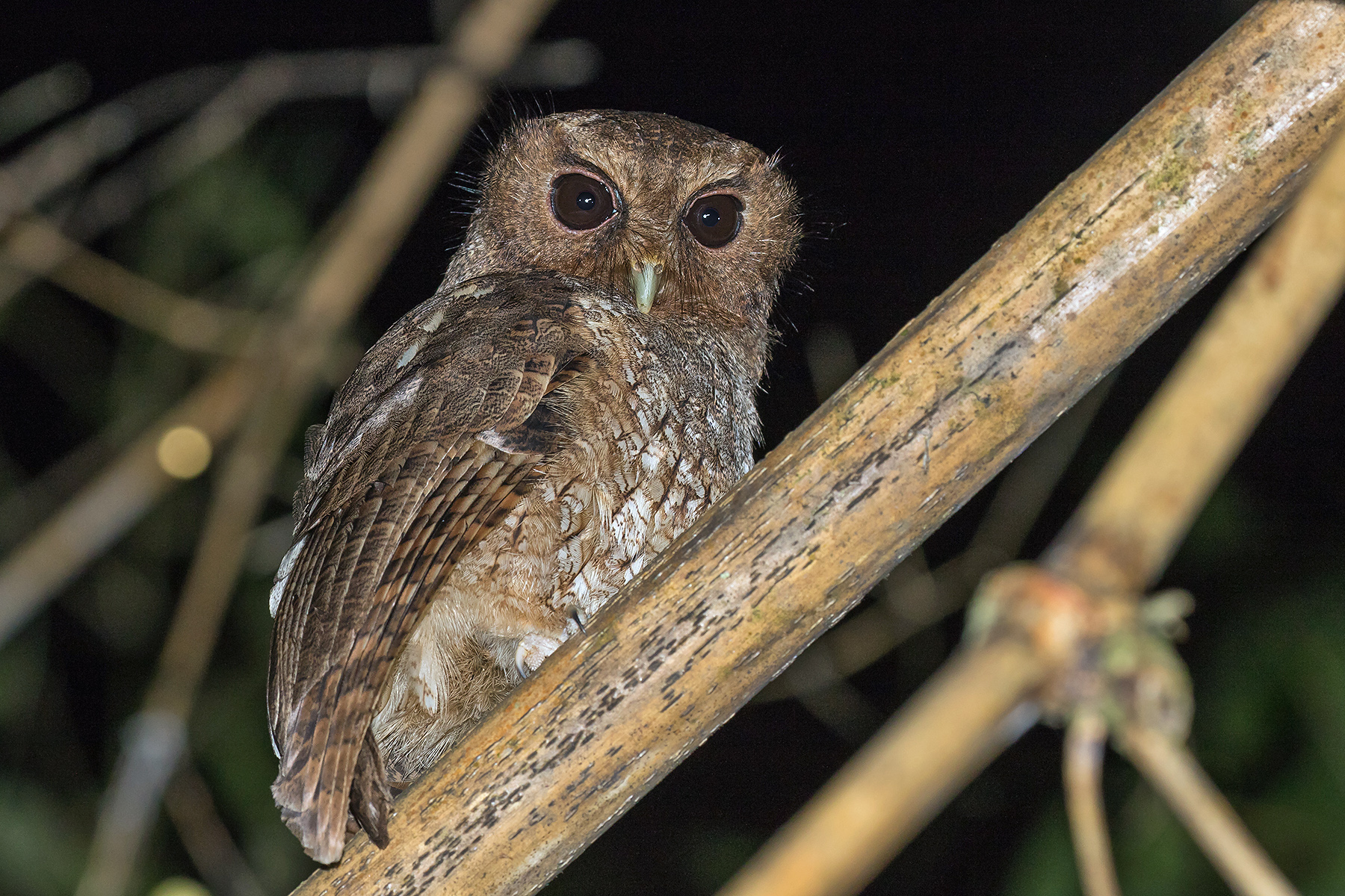 Rufescent Screech Owl (image by Pete Morris)