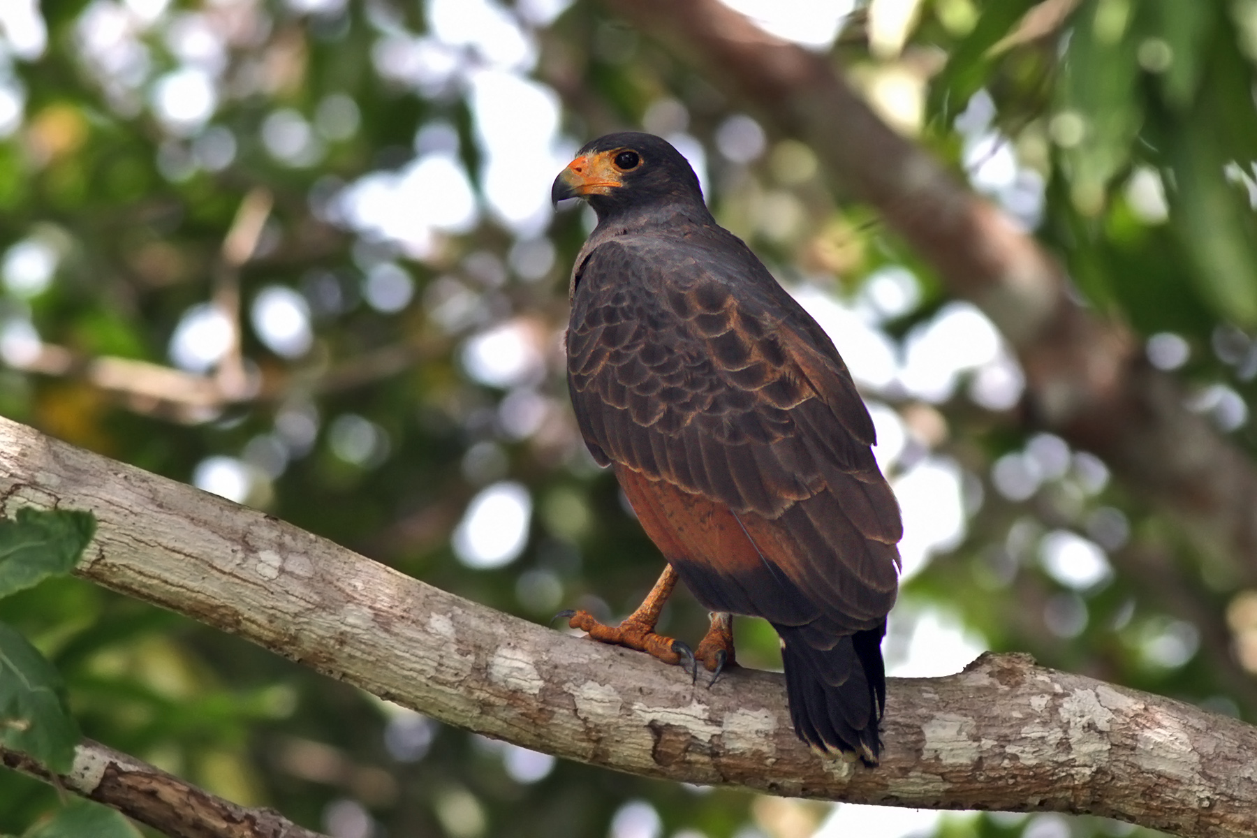 Rufous Crab Hawk (image by Eustace Barnes)