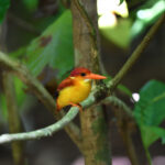 Rufous-backed Dwarf Kingfisher (image by Paul Matson)