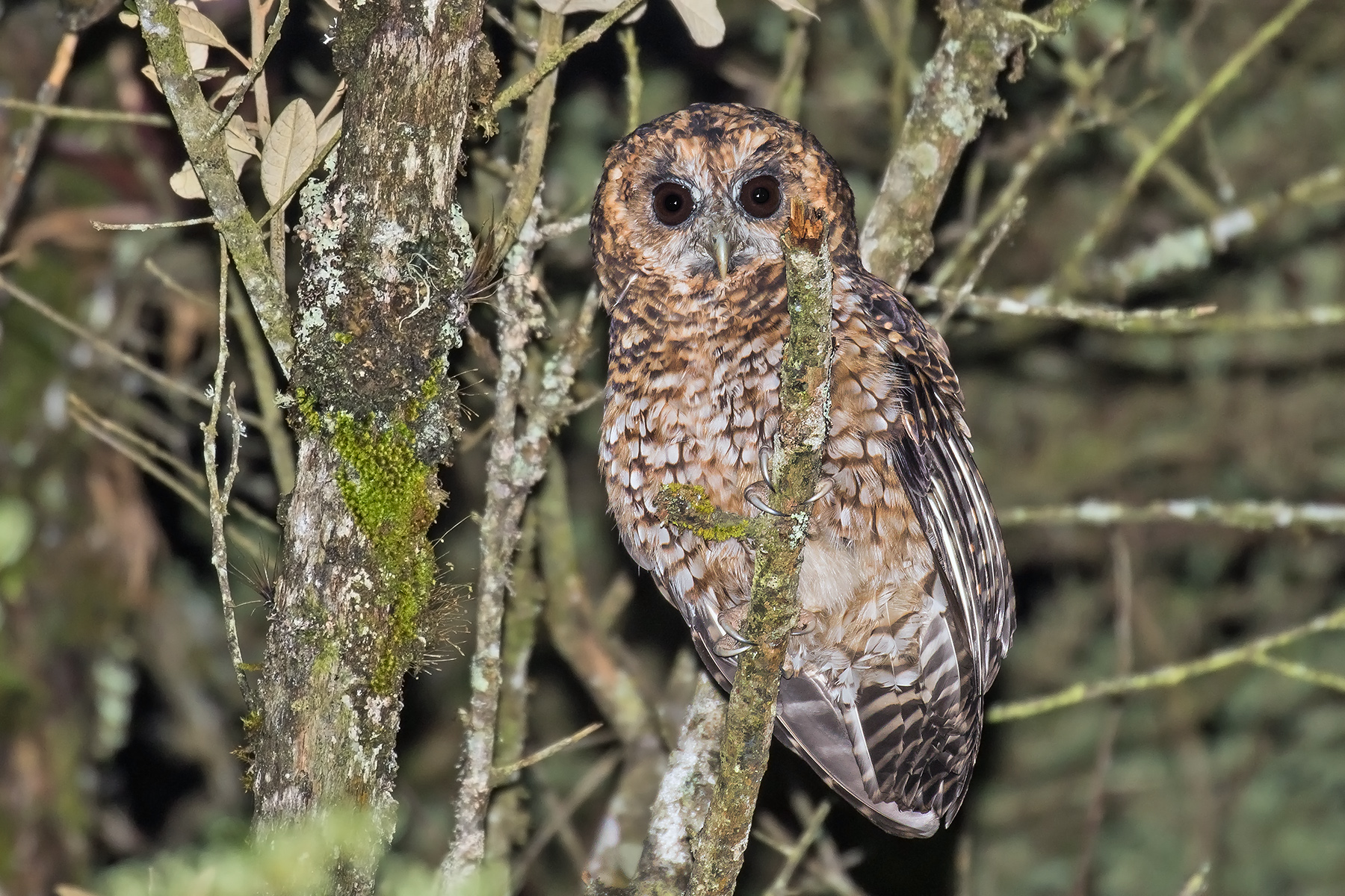 Rufous-banded Owl (image by Pete Morris)
