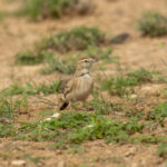 Rufous-capped Lark (image by Mark Beaman)
