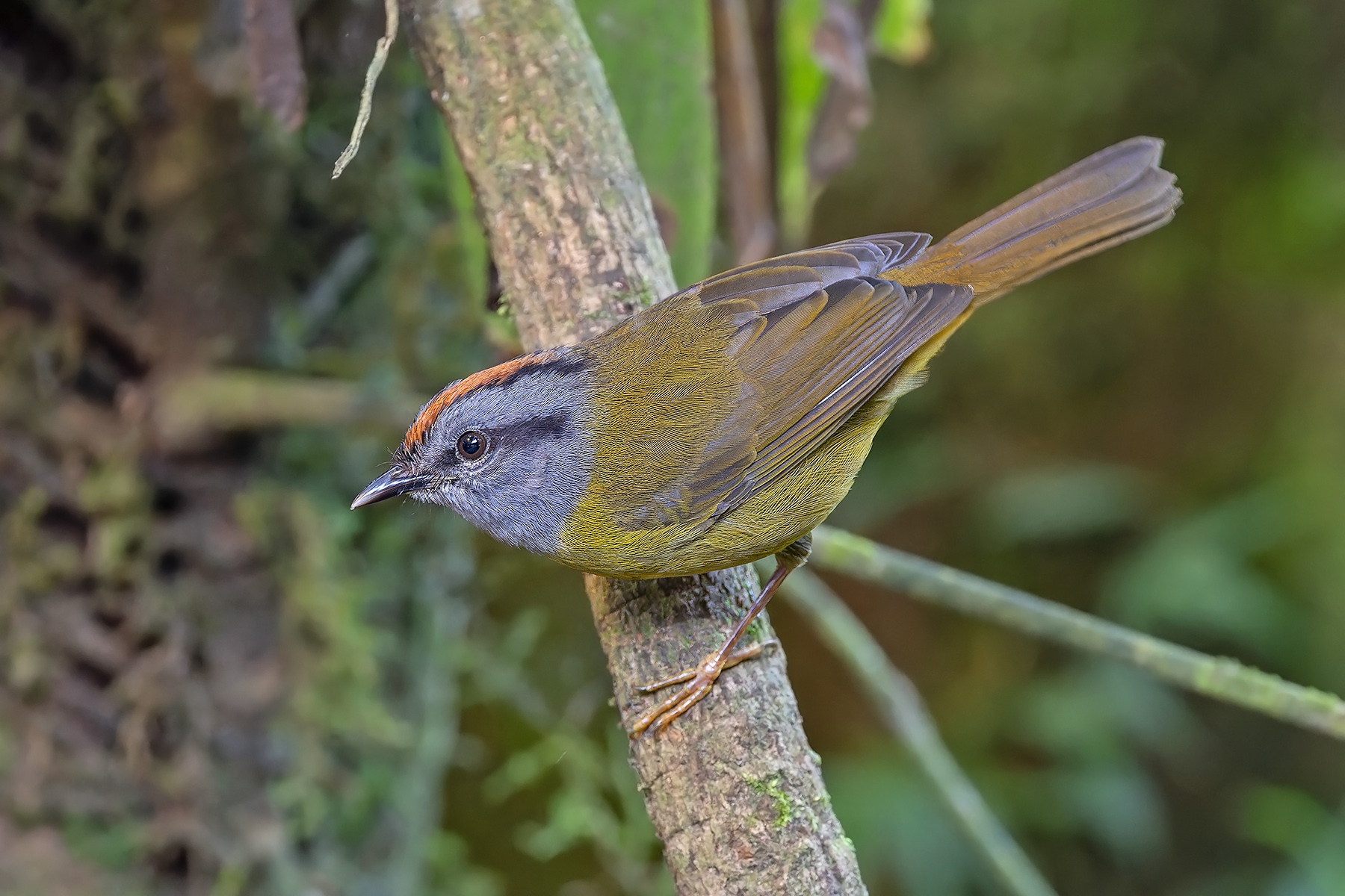 Russet-crowned Warbler (image by Pete Morris)