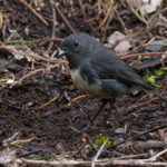 South Island Robin (image by Dave Howes)