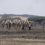 Salt traders near Lake Assal, Djibouti (image by Mark Beaman)