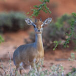 Salt's Dik-dik (image by Mark Beaman)