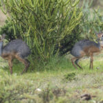 Salt's Dik-diks after the rain (image by Mark Beaman)
