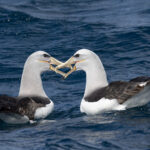 Salvin's Albatross (image by Dave Howes)