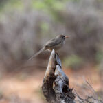 Scaly Chatterer (image by Mark Beaman)