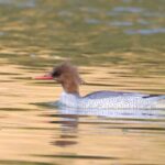 female Scaly-sided Merganser (image by Hannu Jännes)