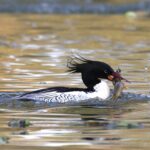 male Scaly-sided Merganser (image by Hannu Jännes)