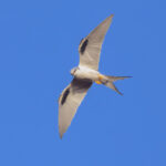 Scissor-tailed Kite (image by Nik Borrow)