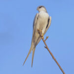 Scissor-tailed Kite (image by Nik Borrow)
