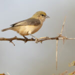Sennar Penduline Tit (image by Nik Borrow)