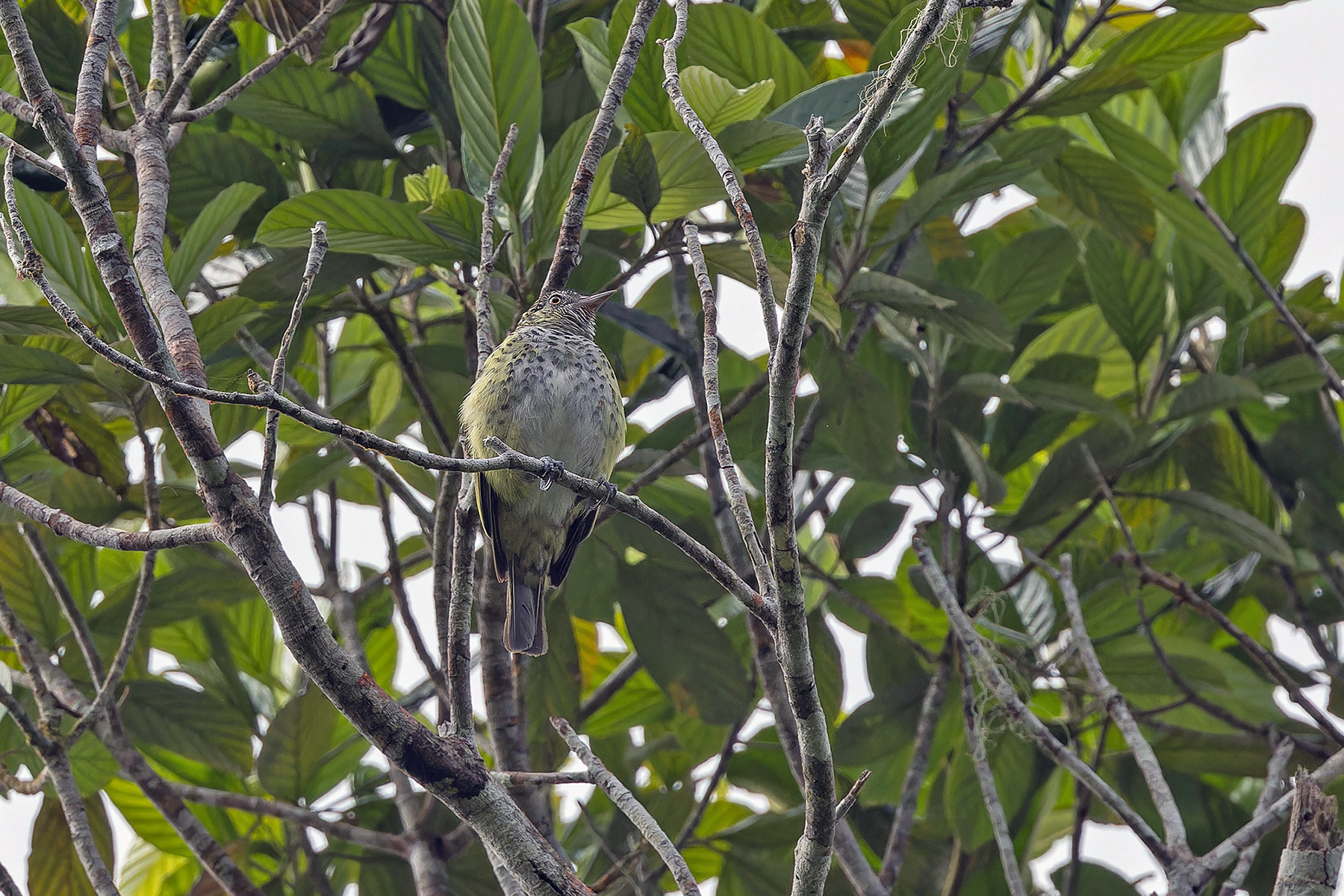 Sharpbill (image by Pete Morris)