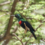 Shining Sunbird (image by Mark Beaman)