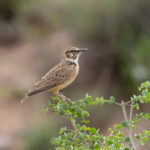 Short-tailed Lark (image by Mark Beaman)