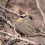 Siberian Accentor (image by Hannu Jännes)