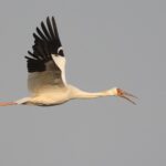 Siberian Crane (image by Hannu Jännes)