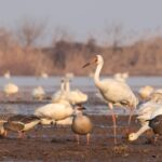 Siberian Crane with Swan Geese and Tundra Swans (image by Hannu Jännes)