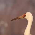 Siberian Crane (image by Hannu Jännes)