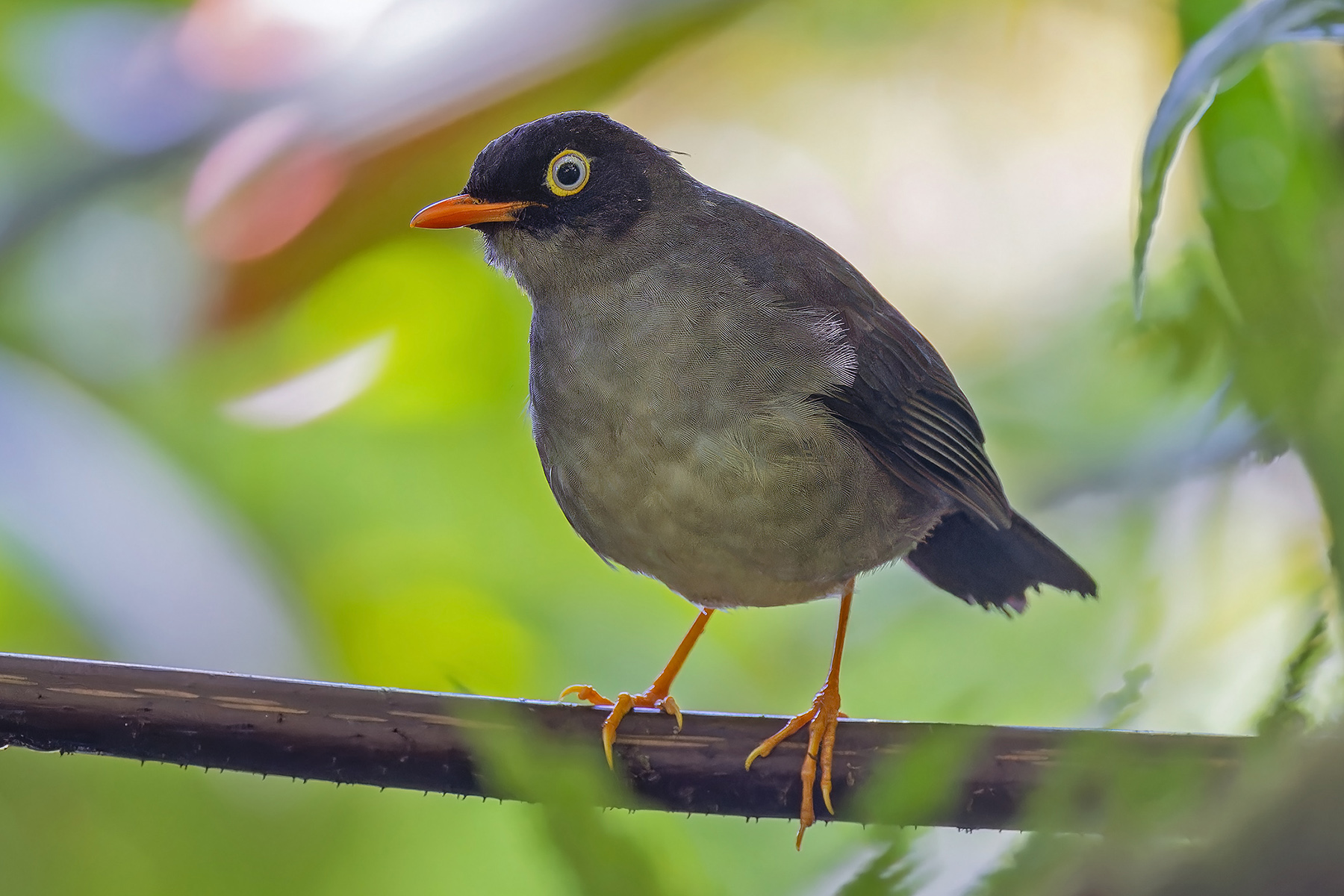 Slaty-backed Nightingale-Thrush (image by Pete Morris)