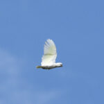 Solomons Cockatoo (image by Mark Beaman)