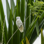 Solomons Cockatoo (image by Mark Beaman)