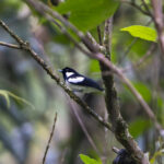 Solomons Monarch (image by Mark Beaman)