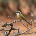 Somali Bee-eater (image by Mark Beaman)