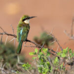 Somali Bee-eater (image by Mark Beaman)