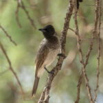 Somali Bulbul (image by Mark Beaman)