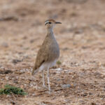 Somali Courser (image by Mark Beaman)