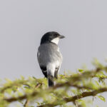 Somali Fiscal (image by Mark Beaman)