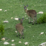Somali Klipspringers (image by Mark Beaman)