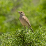 Somali Lark (image by Mark Beaman)