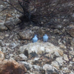 Somali Pigeons (image by Mark Beaman)