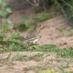 Somali Short-toed Lark (image by Mark Beaman)