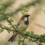 Somali Sparrow (image by Mark Beaman)