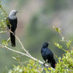Somali Starlings (image by Mark Beaman)
