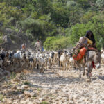 Somali nomads on the move (image by Mark Beaman)