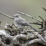 Sombre Rock Chat (image by Mark Beaman)