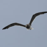 Sooty Gull (image by Mark Beaman)