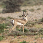 Speke's Gazelle (image by Mark Beaman)