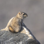 Speke's Gundi (or Speke's Pectinator) (Image by Mark Beaman)