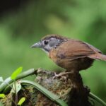 Spot-necked Babbler (image by Hannu Jännes)