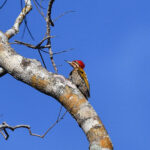 Spot-throated Flameback (image by Paul Matson)