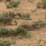 Spotted Sandgrouse (image by Mark Beaman)