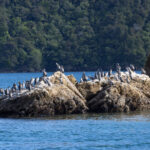 Spotted Shags (image by Dave Howes)