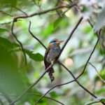 Spotted Wood Kingfisher (image by Paul Matson)