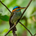 Spotted Wood Kingfisher (image by Rob Rackliffe)